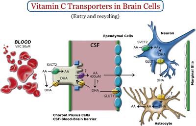Role of vitamin C and SVCT2 in neurogenesis